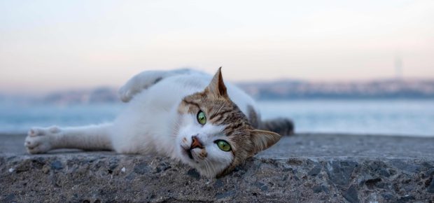 Foto di un gatto randagio con occhi verde smeraldo.